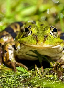 froschprinz