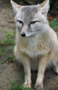 Fuchsrot