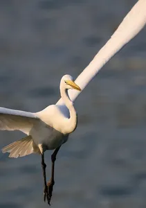 Falkenmädchen
