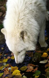 schwaeche