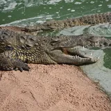 Vorstadtkrokodile