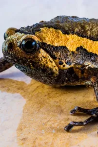 Single sucht frosch